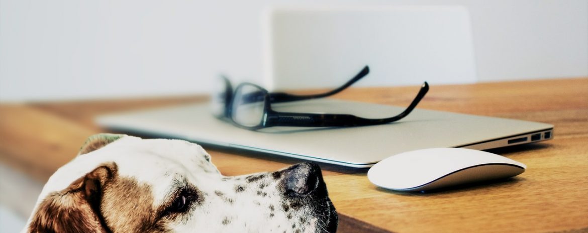 Hond - Duitslandbureau