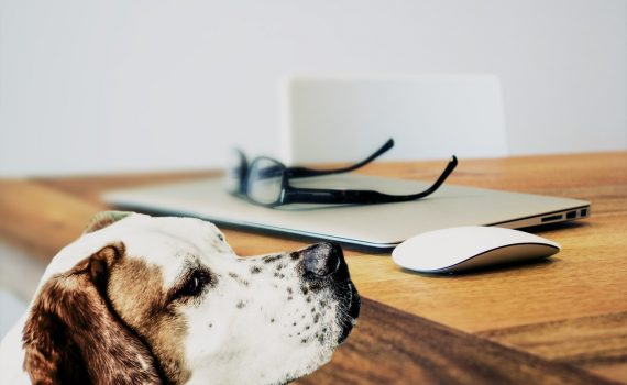 Hond - Duitslandbureau